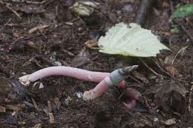 Attēlu rezultāti vaicājumam “Mutinus ravenelii”