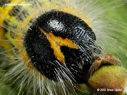 Attēlu rezultāti vaicājumam “Phalera bucephala”