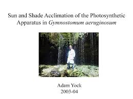 Attēlu rezultāti vaicājumam “Gymnostomum aeruginosum”