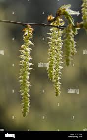 Attēlu rezultāti vaicājumam “Carpinus betulus male flower”