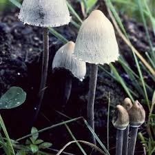 Attēlu rezultāti vaicājumam “Panaeolus papilionaceus”