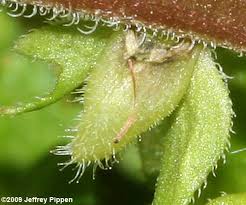 Attēlu rezultāti vaicājumam “Veronica persica fruit”