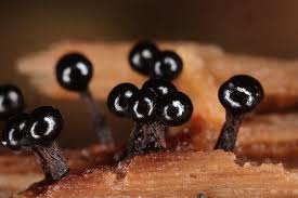 Attēlu rezultāti vaicājumam “Metatrichia floriformis macro”