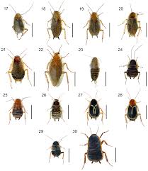 Attēlu rezultāti vaicājumam “Ectobius sylvestris male”