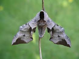 Attēlu rezultāti vaicājumam “Smerinthus ocellata”