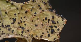 Attēlu rezultāti vaicājumam “Plectocarpon lichenum”