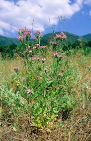 Attēlu rezultāti vaicājumam “Centaurium erythraea flower”