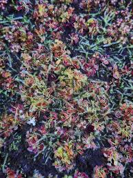 Attēlu rezultāti vaicājumam “Pogonatum urnigerum macro”