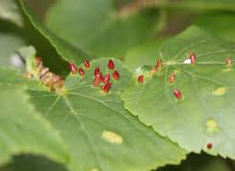 Attēlu rezultāti vaicājumam “Eriophyes tiliae”