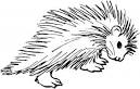 Porcupine coloring page