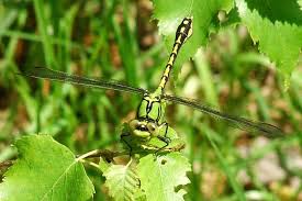 Attēlu rezultāti vaicājumam “Ophiogomphus cecilia”