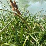 Attēlu rezultāti vaicājumam “Carex acutiformis leaf”