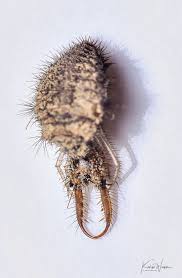 Attēlu rezultāti vaicājumam “Myrmeleontidae larva”