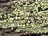 Attēlu rezultāti vaicājumam “Trapeliopsis granulosa”