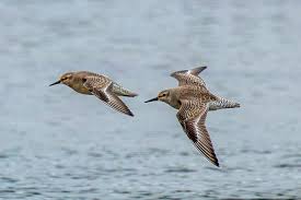 Attēlu rezultāti vaicājumam “Calidris canutus”