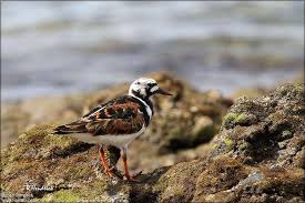 Attēlu rezultāti vaicājumam “Arenaria interpres adult”