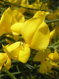 Attēlu rezultāti vaicājumam “Cytisus scoparius flower”
