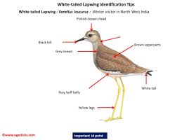 Image result for Vanellus leucurus