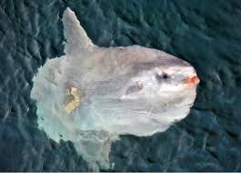 Image result for Mola mola