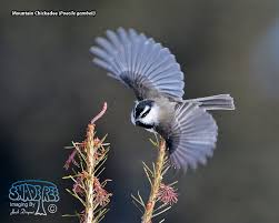 Image result for Poecile montana