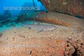 Image result for Triaenodon obesus