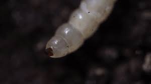 Attēlu rezultāti vaicājumam “Therevidae larva”