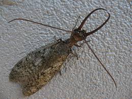 Attēlu rezultāti vaicājumam “Megaloptera”