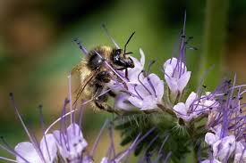 Attēlu rezultāti vaicājumam “Phacelia tanacetifolia flower”