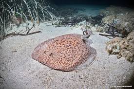 Image result for Torpedo marmorata