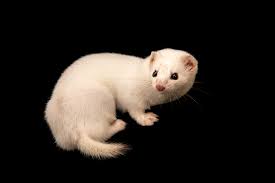 Attēlu rezultāti vaicājumam “Mustela nivalis”