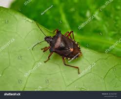 Attēlu rezultāti vaicājumam “Pentatoma rufipes”