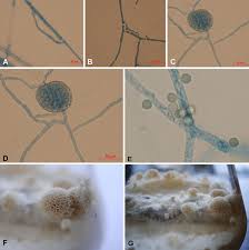 Attēlu rezultāti vaicājumam “Ceriporia”