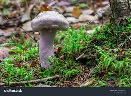 Attēlu rezultāti vaicājumam “Cortinarius traganus”