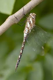 Attēlu rezultāti vaicājumam “Aeshna mixta male”