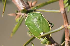 Attēlu rezultāti vaicājumam “Chlorochroa juniperina”