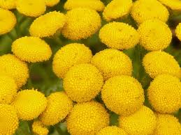 Attēlu rezultāti vaicājumam “Tanacetum vulgare flower”