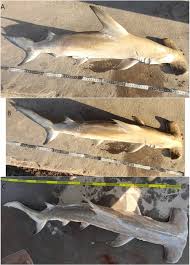 Image result for Sphyrna corona