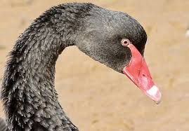 Attēlu rezultāti vaicājumam “Cygnus atratus”