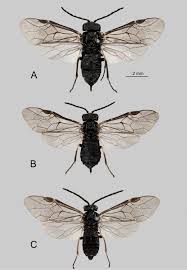 Attēlu rezultāti vaicājumam “Euura brevicornis larva”