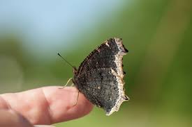 Attēlu rezultāti vaicājumam “Nymphalis antiopa underside”