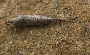 Attēlu rezultāti vaicājumam “Machilidae”