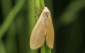 Attēlu rezultāti vaicājumam “Eilema sororcula”