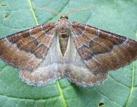 Attēlu rezultāti vaicājumam “Larentia clavaria”