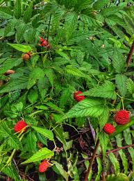 Attēlu rezultāti vaicājumam “Rubus illecebrosus fruit”