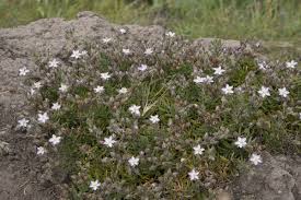 Attēlu rezultāti vaicājumam “Spergularia marina”