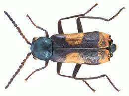 Attēlu rezultāti vaicājumam “Anthocomus fasciatus”