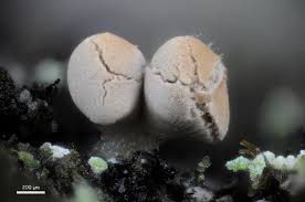 Attēlu rezultāti vaicājumam “Heterotrichia obvelata (syn. Arcyria obvelata) young”