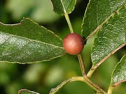 Attēlu rezultāti vaicājumam “Diplolepis eglanteriae”