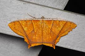 Attēlu rezultāti vaicājumam “Blattoptera”