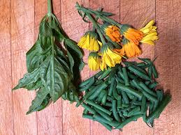 Attēlu rezultāti vaicājumam “Calendula officinalis leaf”